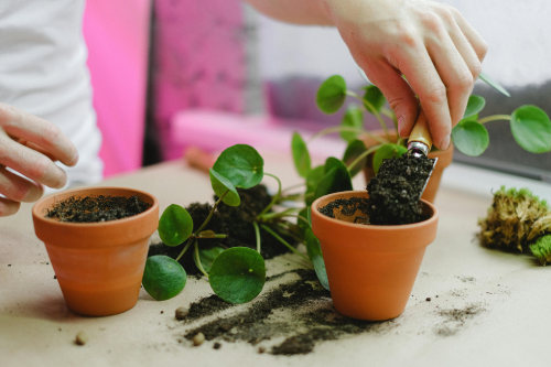 Urban Gardening For HDB Flats: Grow Your Own Greens